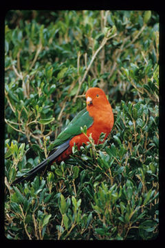 Image of Australian King Parrot