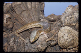 Image of Leopard skink