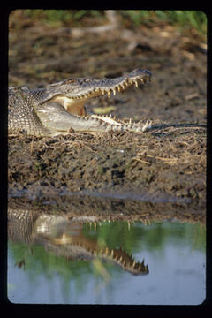 Image of Estuarine Crocodile