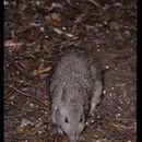 Image of Long-nosed Potoroo