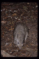 Image of Long-nosed Potoroo