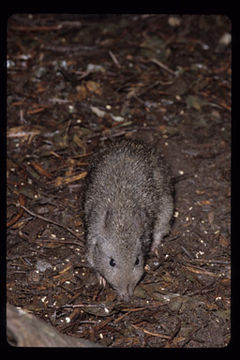 Image of Long-nosed Potoroo