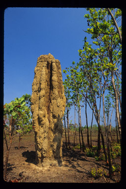 Nasutitermes triodiae (Froggatt 1898) resmi