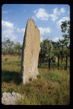 Image of Magnetic termite