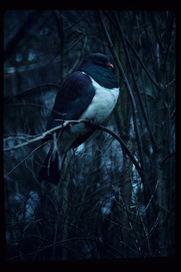 Image of New Zealand Pigeon