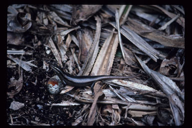 Sivun Trachylepis wrightii (Boulenger 1887) kuva