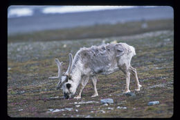 Image of Svalbard reindeer