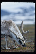 Image of Svalbard reindeer