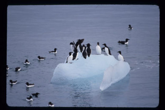 Image of Brünnich's Guillemot