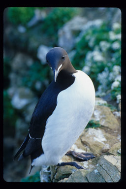 Image of Brünnich's Guillemot