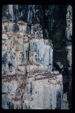 Image of Brünnich's Guillemot