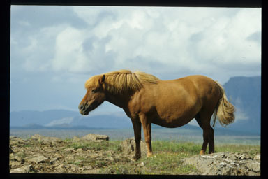 Image of Horse