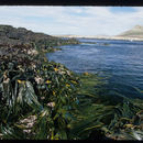 Image of New Zealand bull kelp