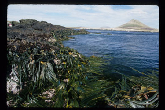 Image of New Zealand bull kelp