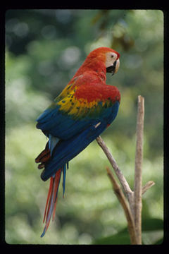 Image of Scarlet Macaw