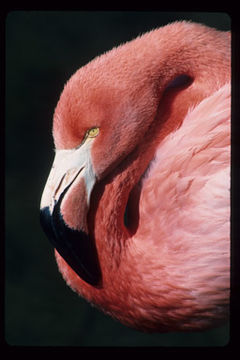 Imagem de Phoenicopterus ruber Linnaeus 1758