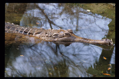 Plancia ëd Tomistoma schlegelii (Müller 1838)