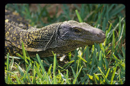 Image of Crocodile Monitor