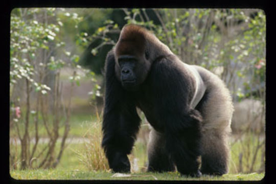 Image of Western Lowland Gorilla