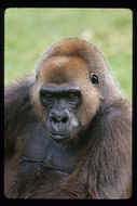 Image of Western Lowland Gorilla