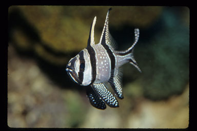 Image of Banggai Cardinalfish