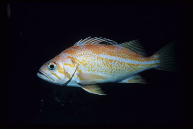 Image of Canary rockfish