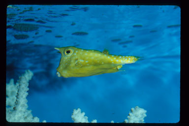 Image of Longhorn cowfish