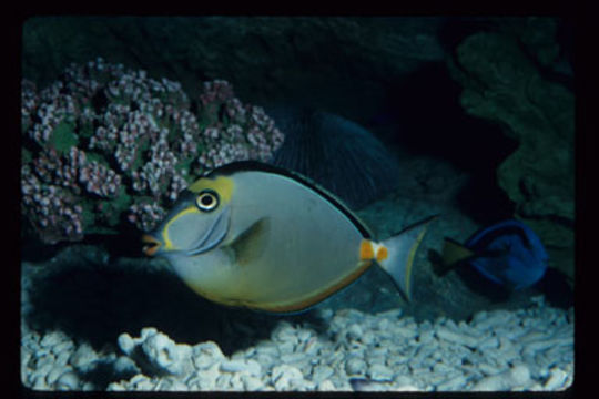 Image of Barcheek Unicornfish