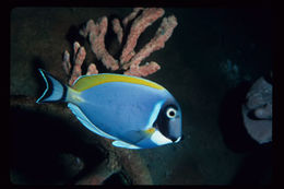 Image of Blue Surgeonfish