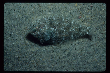 Image of Speckled sanddab