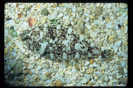 Image of Speckled sanddab