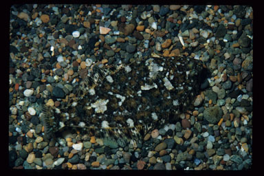 Image of Speckled sanddab