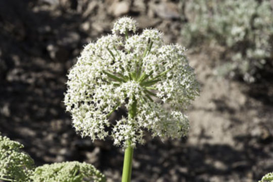 Image of poison angelica