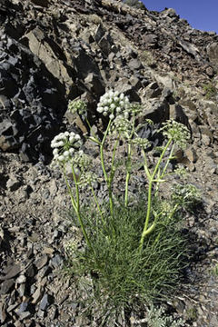 Image of poison angelica