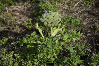 Image of seacoast angelica