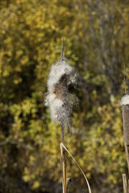 Image of broadleaf cattail