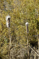 Image of broadleaf cattail