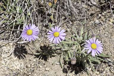 Image of Clokey's fleabane