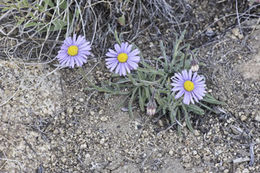 Image of Clokey's fleabane