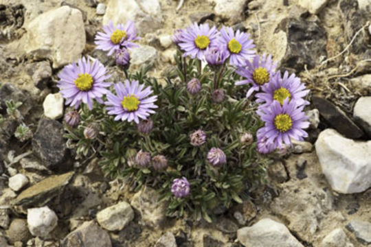 Image of Clokey's fleabane