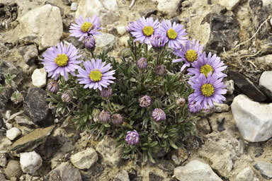 Image of Clokey's fleabane