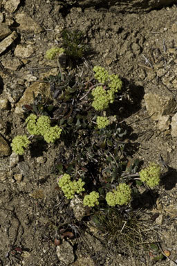 Image of sulphur-flower buckwheat