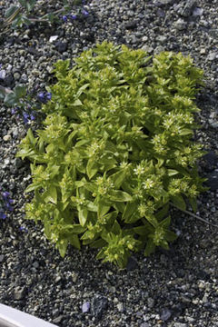 Image of sea sandwort