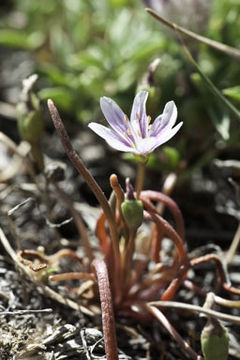 Image of alpine lewisia