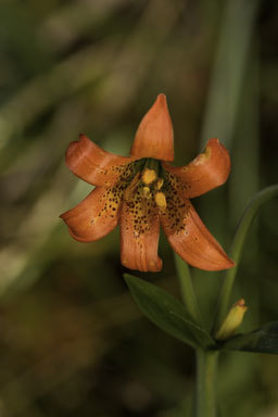 Lilium maritimum Kellogg resmi