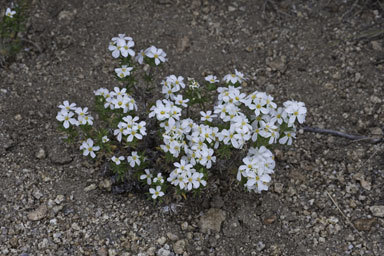 Image de Leptosiphon nuttallii subsp. pubescens (R. Patt.) J. M. Porter & L. A. Johnson