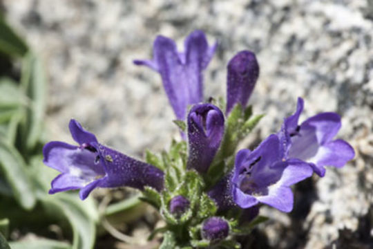 Image of Sierra beardtongue