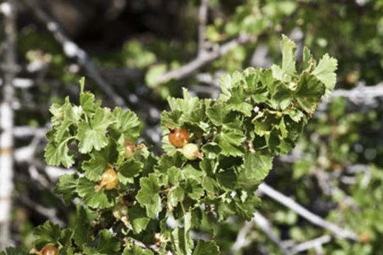 Image of wax currant