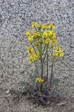 Image of lobeleaf groundsel