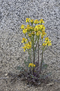 Image of lobeleaf groundsel